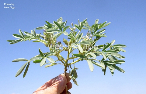 lupine, low